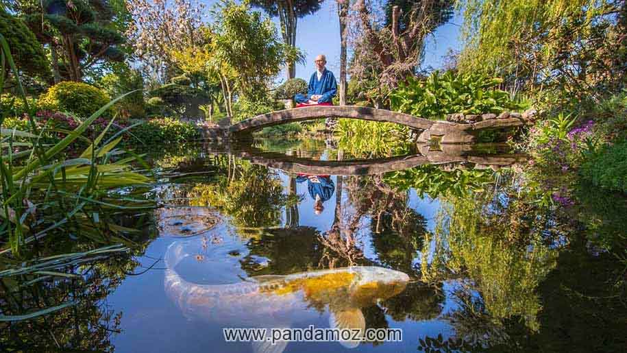 عکس یک راهب بودایی ژاپنی که در داخل باغ و روی پل برکه آب نشسته است. آب بسیار زلال و شفاف و آرام است و ماهی های زیبا و رنگی درشت در آب دیده می شوند. درختان سرسبز و گیاهان اطراف را احاطه کرده اند
