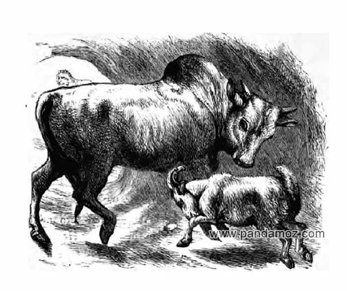 عکس نقاشی سیاه و سفید از داستان بوفالو یا گاومیش و بز خودخواه و شیر. در تصویر بز در حال شاخ زدن به بوفالو است و شیر سلطان جنگل دورتر و در دهانه غاز دیده می شود