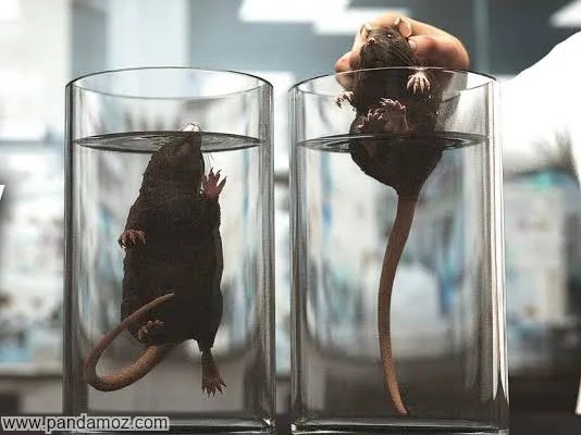 عکس دو شیشه لیوان بزرگ یا بشر که در داخل هر کدام یک موش آزمایشگاهی قرار دارد. در تصویر لیوان ها تا نزدیک لبه پر آب هستند و در یکی موش در حال بیرون آمدن از آب است