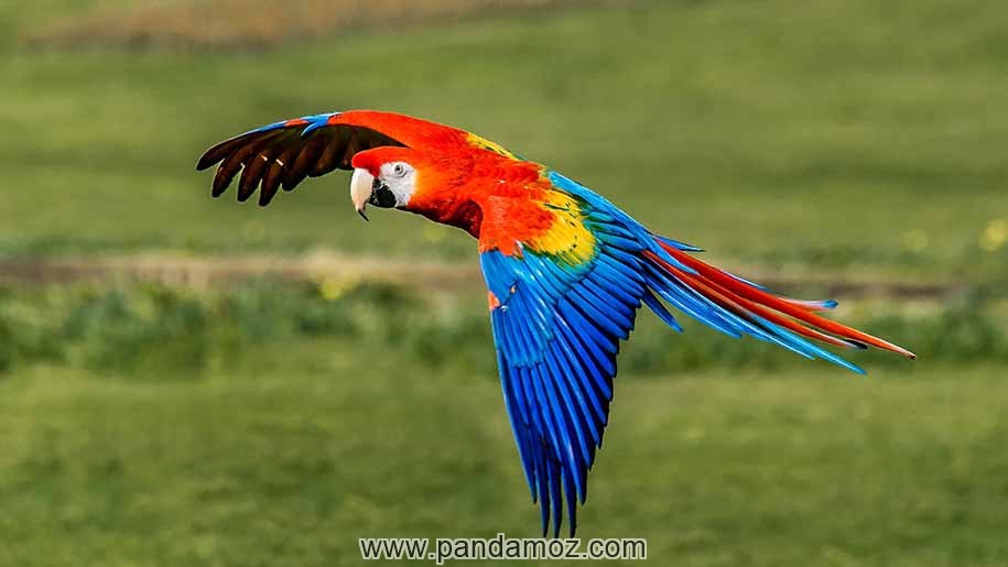 عکس یک طوطی سخنگوی زیبا در حال پرواز که بال های رنگارنگ خود را باز کرده و در فضای چمنزار و سرسبز در حال پرواز است