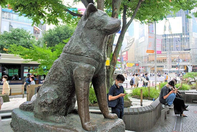 عکس مجسمه سگ وفادار ژاپنی هاچیکو. تصویر مربوط به داستان سگ وفادار ژاپنی هاچیکو است و تندیس سگ در فضای عمومی قرار دارد و مردم در پارک نشسته و یا در حال رفت و آمد هستند