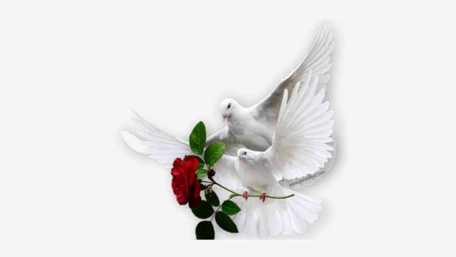 شعرهای عاشقانه، عکس نقاشی دو پرنده در حال پرواز با گل رز قرمز