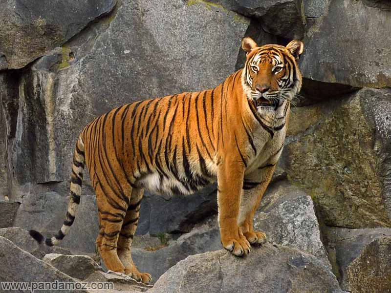 ببر گرسنه و معجزه عشق