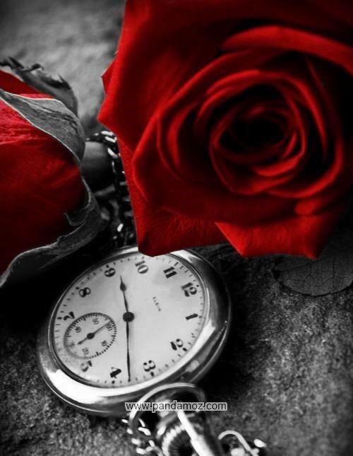عکس ساعت جیبی قدیمی که کنار دو شاخه گل رز قرمز قرار دارد