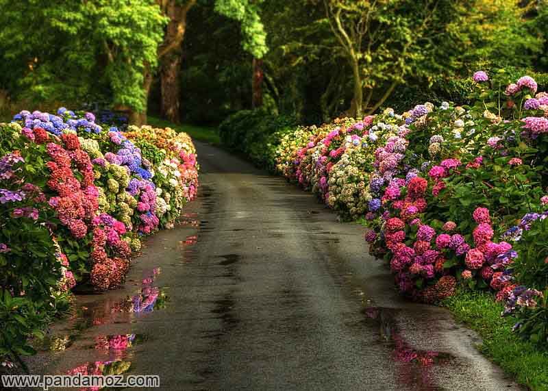 عکس آرامش راه در دل جنگل طبیعی و پارک با گل های زیبا و رنگارنگ و بازتاب عکس گلها بر روی جاده باران خورده