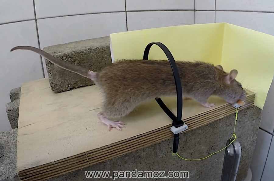 داستان تله موش و بی اعتنایی حیوانات مزرعه به موش