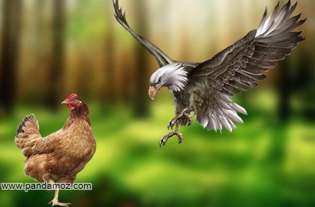 عکس یک عقاب در حال پرواز که کنار عکس یک مرغ در باغ و چمنزار قرار گرفته و باهم مقایسه می شوند
