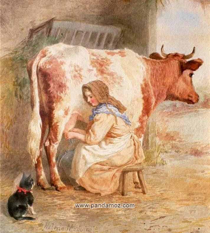 عکس نقاشی زن جوان که کنار گاو روی چهارپایه نشسته و در حال دوشیدن شیر گاو است