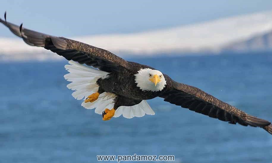 عکس پرواز یک عقاب بر فراز آسمان آبی