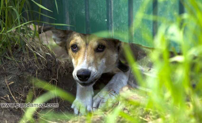 عکس یک سگ که از زیر دیوار باغ سرش را داخل آورده و به داخل باغ نگاه می کند و نگهبانی می دهد