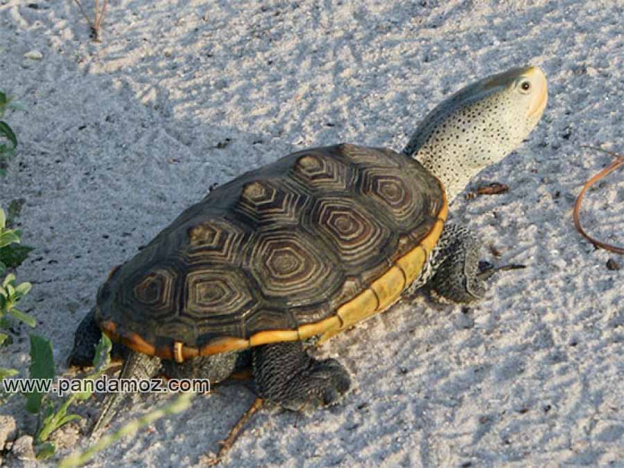 عکس یک لاک پشت در نمکزار و در کنار ساحل پر از نمک در حال راه رفتن. در تصویر لاک روی لاک پشت رنگ قهوه ایی دارد و زیر لاک زرد طلایی است و سر  لاکپشت دون دون و سفید رنگ است پاهای نسبتا بلندی دارد