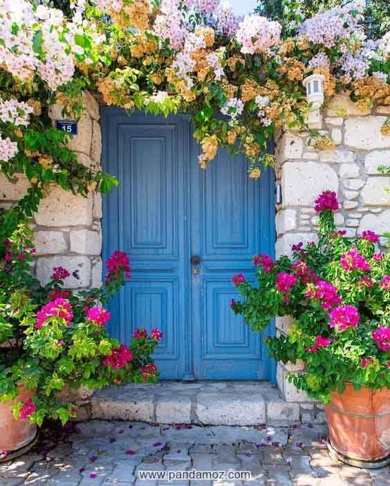 عکس در چوبی آبی رنگ با گلدان های شمعدانی پشت در