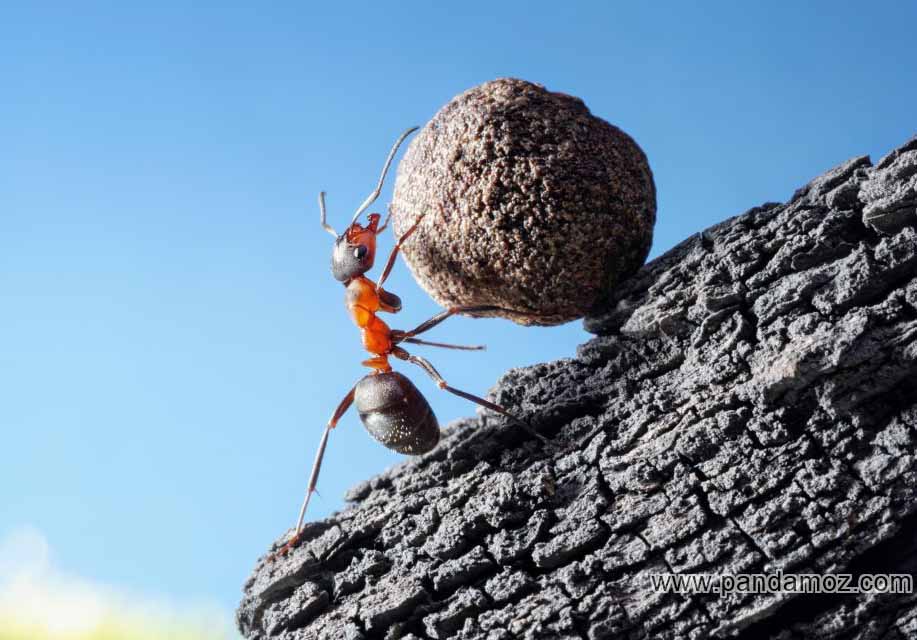 عکس حمل بار سنگین توسط یک مورچه و هل دادن سنگ نسبتا سنگین به بالای کوه