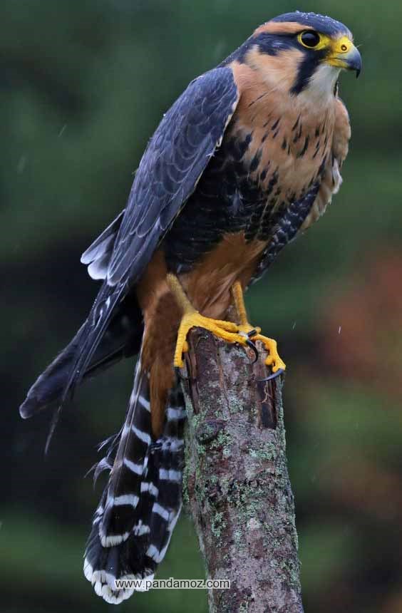 شاهین پرنده