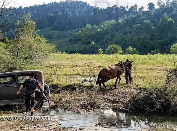 عکس یک ماشین (اتومبیل) که در گل و لای مانده و قاطری (یا اسب) در حال بکسل و کشیدن آن است. درختان جنگل و فضای سرسبز در تصویر دیده می شوند
