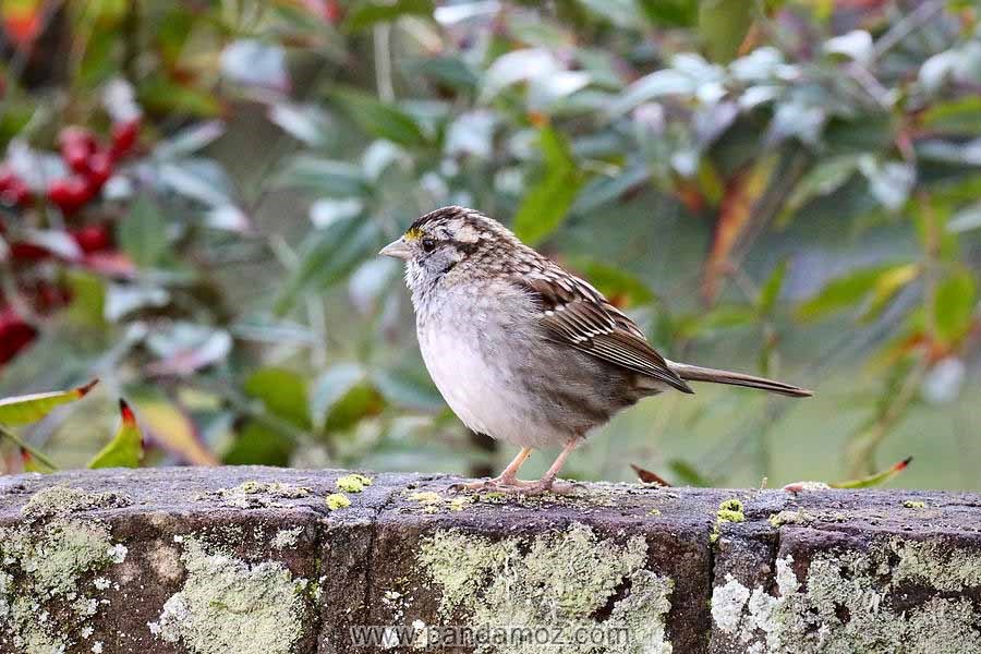 افسانه راز خوشبختی و پند سوم گنجشک