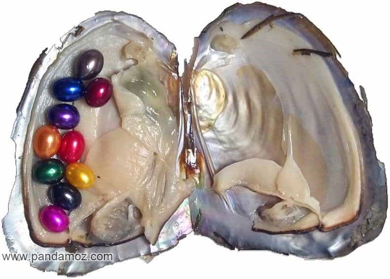 عکس مرواریدهای رنگی در شکم ماهی