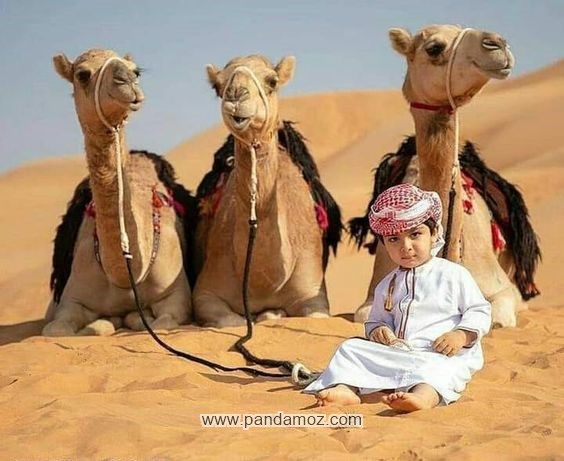 عکس پسربچه و سه شتر، شترهای نشسته در ماسه زار و صحرا