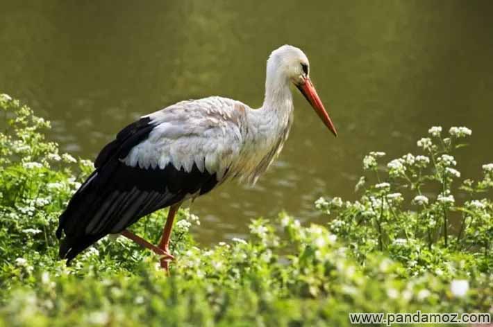 عکس یک لک لک در کنار برکه آب در یک پارک سرسبز طبیعی