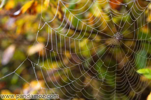 داستان کودکانه پیرزن و فایده های عنکبوت