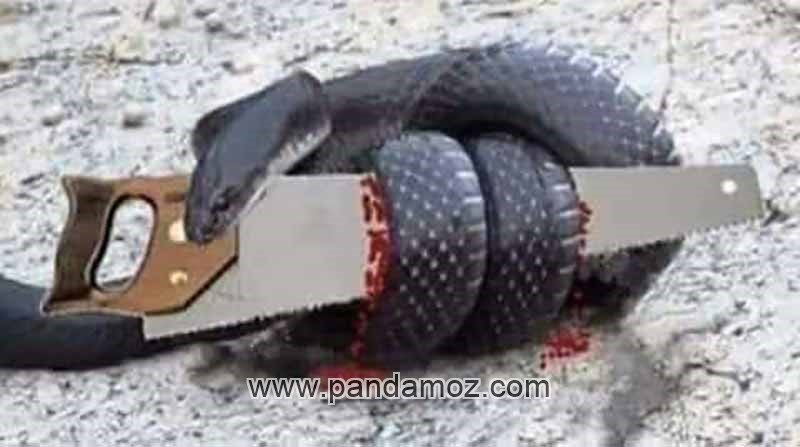 داستان مار و اره دکان نجاری - خشم رنجاندن خود