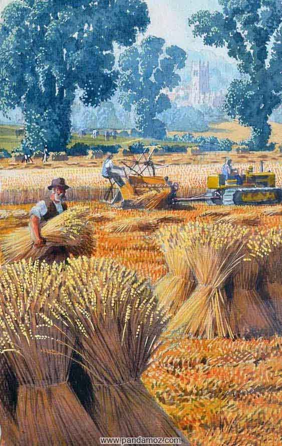 عکس نقاشی از درو کردن گندم در مزرعه و خوشه های طلایی گندم
