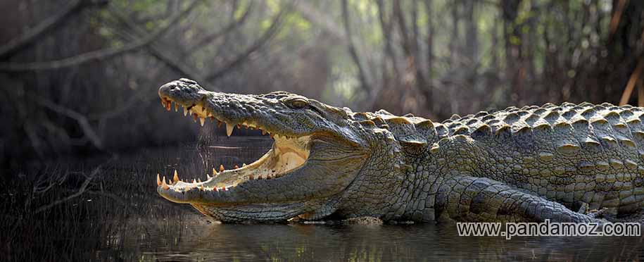عکس یک تمساح بزرگ و نسبتا درشت و قوی در داخل آب که آرواره های خود را باز کرده و داخل دهانش دیده می شود