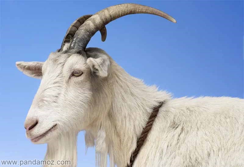 دستور مرشد برای کشتن بز خانواده فقیر و داستان بز ما در زندگی