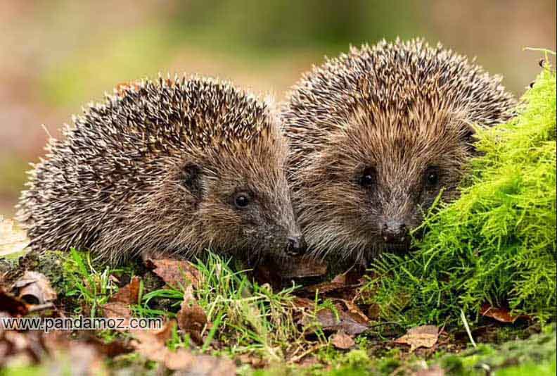 عکس دو جوجه تیغی قهوه ایی رنگ در کنار هم و در کنار گیاهان. در تصویر جوجه تیغی ها به هم چسبیده اند