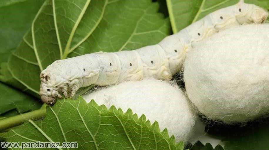 داستان پیله کرم ابریشم ، تلاش، ضرورتی برای پرواز