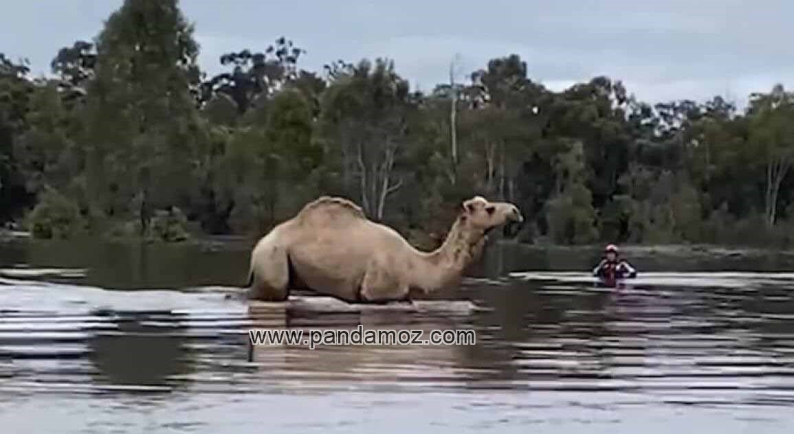 عکس شتر در وسط رودخانه، در تصویر شتری سرگردان در وسط رودخانه ایستاده و مردی سعی دارد او را نجات دهد. آب رودخانه بالاتر از زانوی شتر است و تا زیر شکم او می رسد