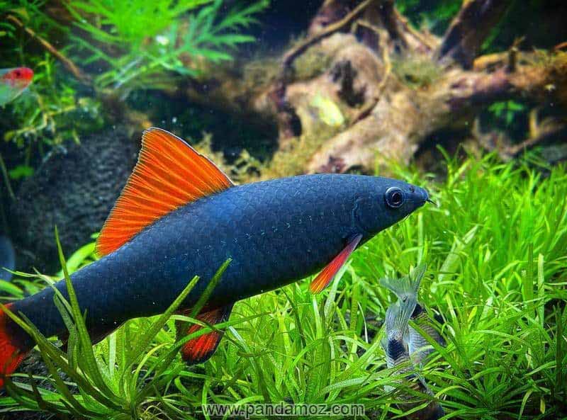 عکس ماهی کوسه سیاه رنگ در داخل آب و گیاهان سرسبز دریایی در کف اقیانوس و آب. در تصویر ماهی کوسه دارای باله های قرمز رنگ و ماهی آبی رنگ دیده می شود