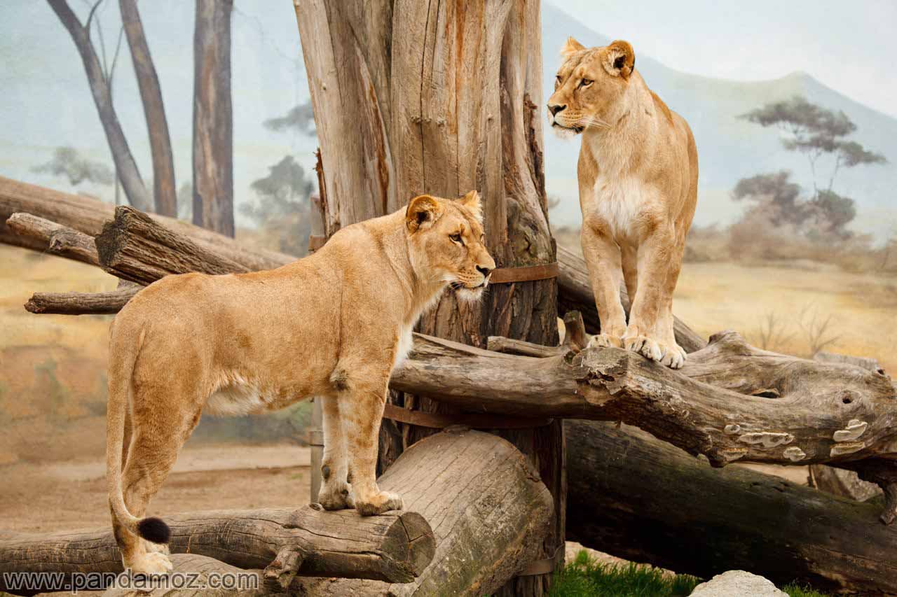عکس دو شیر قوی هیکل و قدرتمند که بر روی تنه و شاخه های شکسته و خشکیده درختی ایستاده اند در تصویر علاوه بر شیران، دورنمای جنگل و درختان دیده می شود
