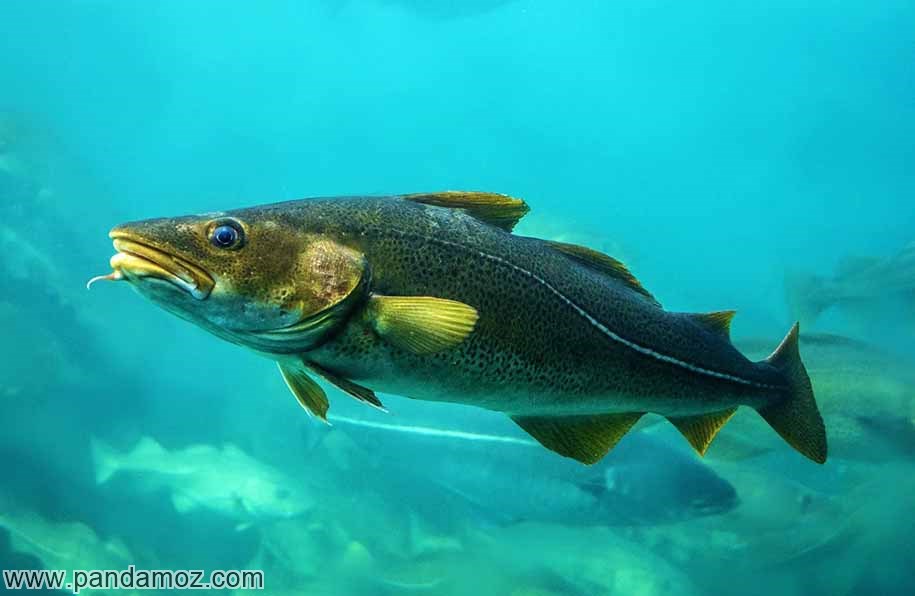 عکس ماهی کاد در دریا. در تصویر بخش هایی از بدنش طلایی رنگ است