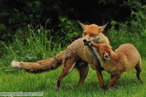 عکس دو روباه که در یک چمنزار در حال بازی با همدیگر هستند