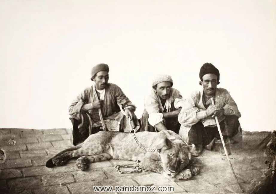 عکس سیاه و سفید از یک شیر خوابیده و سه نفر مرد نگهبان شیر
