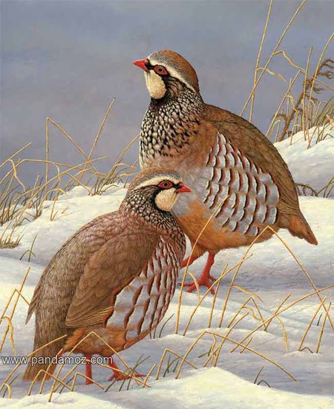 عکس تابلو نقاشی از دو کبک پاقرمز در کنار هم. در تصویر این دو پرنده زیبا دارای نوک قرمز و بالهای قهوه ایی در میان برف زمستان هستند. اطراف آنها تپه یا دامنه های کوهستان است