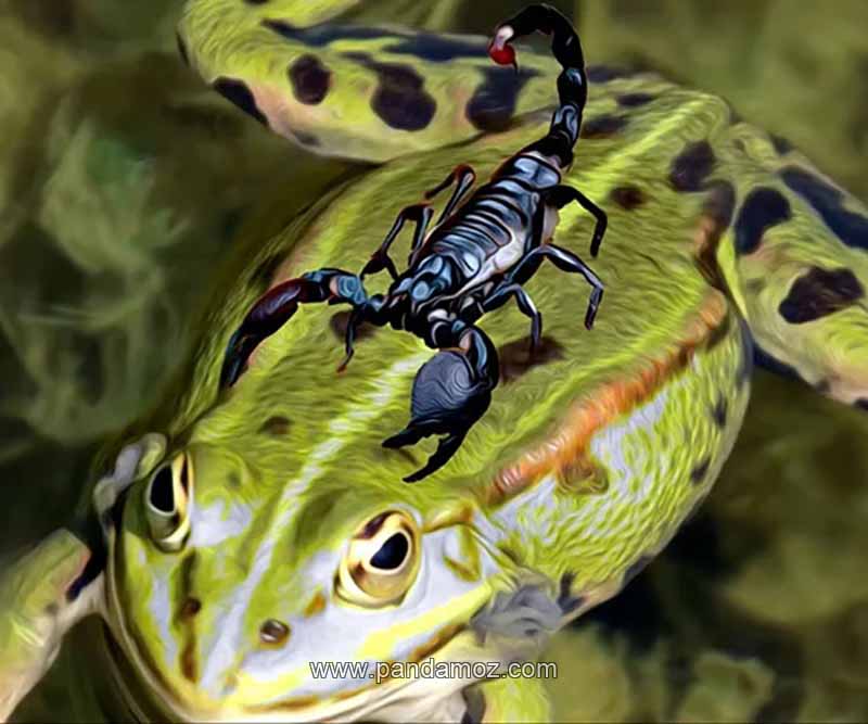 عکس نقاشی قورباغه (غوک) درشت و سبز رنگ که در آب در حال عبور و شنا کردن است. در تصویر همچنین یک عقرب (کژدم) سیاه بر پشت او سوار است