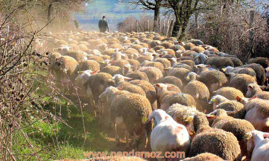 عکس گله گوسفندان که در میان گذرگاهی از لابلای درختان و باغ در حال عبور هستند. در تصویر مرد چوپان پشت به تصویر در جلو گله در حال حرکت است