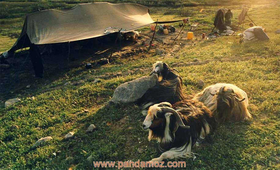 عکس صحرا و چادر و خیمه یک چادرنشین ایل قشقایی در ایران. در تصویر عکس یک زن و بزها و چادر و فضای سبز برای چرای حیوانات و چهارپایان دیده می شود