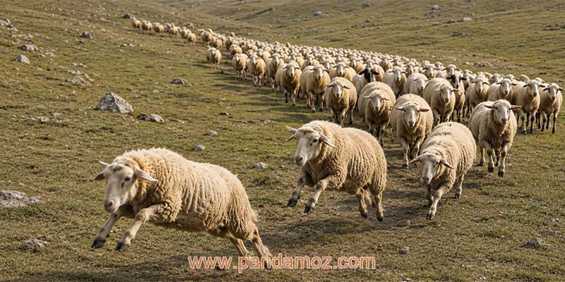 عکس گله گوسفندان که وقتی به یک نقطه مشخص می رسند، در حال پرش در آن نقطه هستند. در تصویر تعداد زیادی گوسفند در حال عبور از یک صحرا و دشت هستند