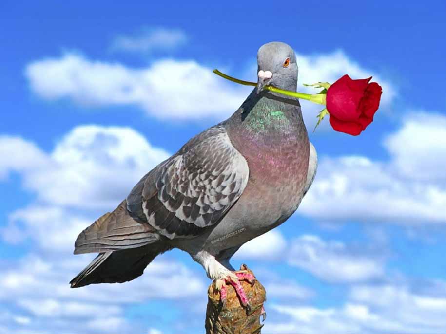 شعرهای عاشقانه، عکس کبوتر با گل رز قرمز در منقار